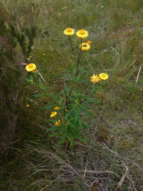 APII jpeg image of Xerochrysum bracteatum  © contact APII