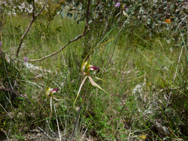 APII jpeg image of Caladenia atrovespa  © contact APII