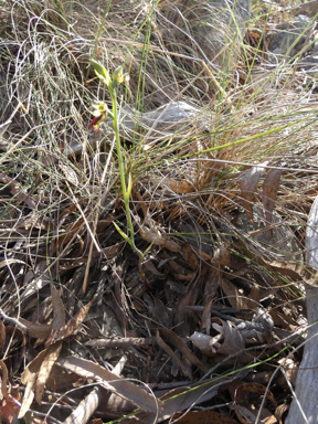 APII jpeg image of Calochilus campestris  © contact APII