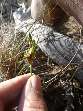 APII jpeg image of Calochilus campestris  © contact APII