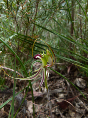 APII jpeg image of Caladenia parva  © contact APII