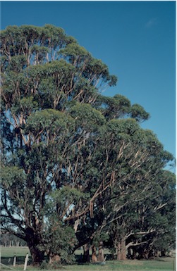 APII jpeg image of Eucalyptus botryoides  © contact APII