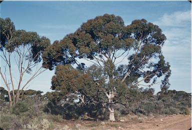 APII jpeg image of Eucalyptus brockwayi  © contact APII