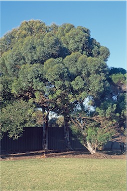 APII jpeg image of Eucalyptus burdettiana  © contact APII