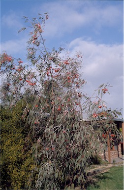 APII jpeg image of Eucalyptus caesia  © contact APII