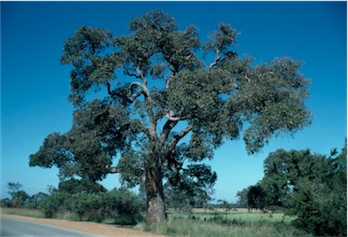 APII jpeg image of Eucalyptus calophylla  © contact APII