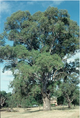 APII jpeg image of Eucalyptus camaldulensis  © contact APII