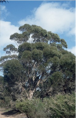 APII jpeg image of Eucalyptus cneorifolia  © contact APII