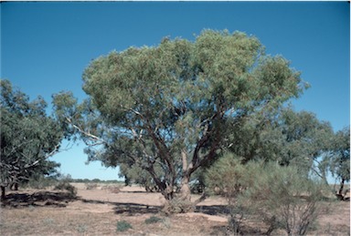 APII jpeg image of Eucalyptus coolibah subsp. arida  © contact APII