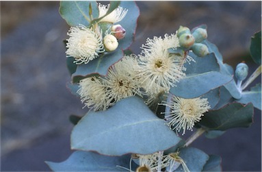 APII jpeg image of Eucalyptus cordata  © contact APII