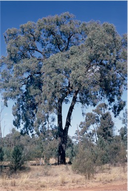 APII jpeg image of Eucalyptus crebra  © contact APII