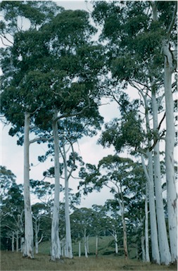 APII jpeg image of Eucalyptus dalrympleana  © contact APII