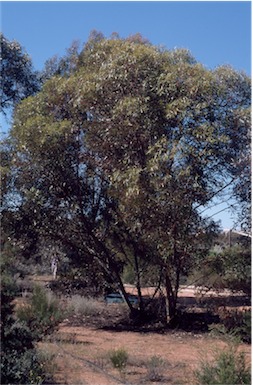 APII jpeg image of Eucalyptus diptera  © contact APII