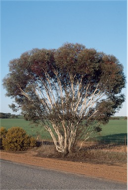 APII jpeg image of Eucalyptus erythronema  © contact APII