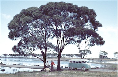 APII jpeg image of Eucalyptus kondininensis  © contact APII