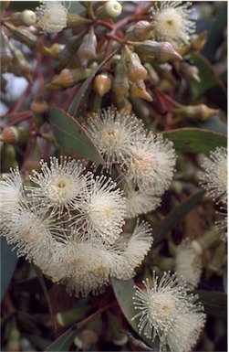 APII jpeg image of Eucalyptus incrassata  © contact APII