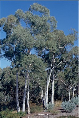 APII jpeg image of Eucalyptus mannifera  © contact APII