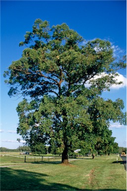 APII jpeg image of Eucalyptus microcorys  © contact APII