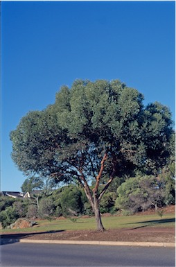 APII jpeg image of Eucalyptus  platypus  © contact APII