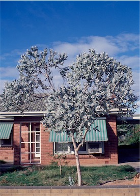 APII jpeg image of Eucalyptus  pleurocarpa  © contact APII