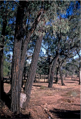 APII jpeg image of Eucalyptus  sideroxylon  © contact APII