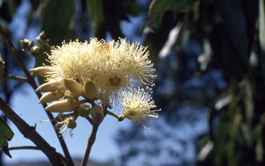 APII jpeg image of Eucalyptus tereticornis  © contact APII