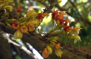 APII jpeg image of Castanospermum australe  © contact APII