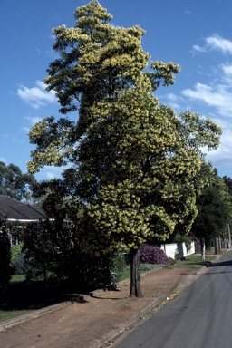 APII jpeg image of Hymenosporum flavum  © contact APII