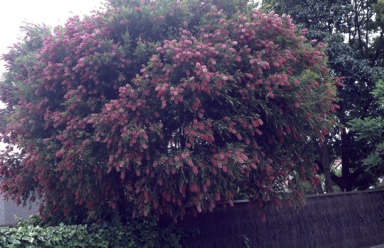 APII jpeg image of Callistemon 'Perth Pink'  © contact APII