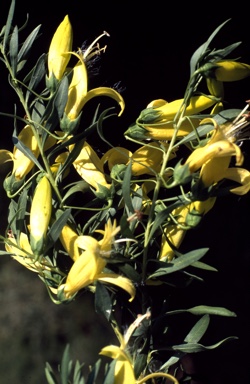 APII jpeg image of Eremophila maculata 'Aurea'  © contact APII