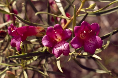 APII jpeg image of Eremophila bignoniiflora x alternifolia  © contact APII