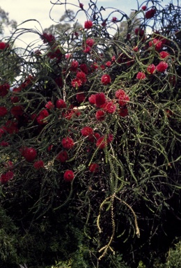 APII jpeg image of Melaleuca coccinea  © contact APII