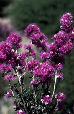 APII jpeg image of Melaleuca concinna  © contact APII