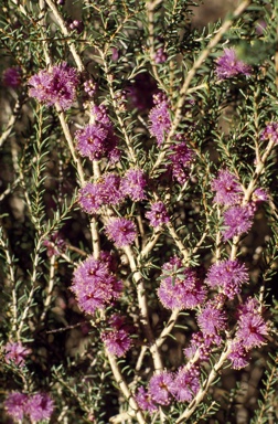 APII jpeg image of Melaleuca lateralis  © contact APII