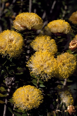 APII jpeg image of Melaleuca megacephala  © contact APII