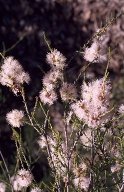 APII jpeg image of Melaleuca pallescens  © contact APII