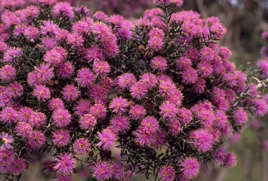 APII jpeg image of Melaleuca pentagona  © contact APII