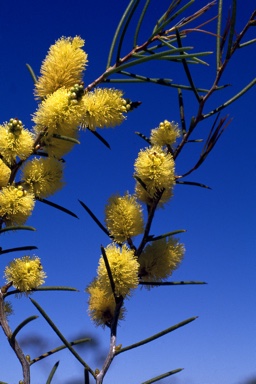 APII jpeg image of Melaleuca thapsina  © contact APII