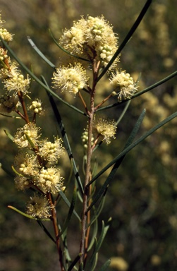 APII jpeg image of Melaleuca uncinata  © contact APII