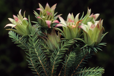 APII jpeg image of Darwinia oederoides  © contact APII