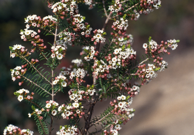 APII jpeg image of Thryptomene ericaea  © contact APII