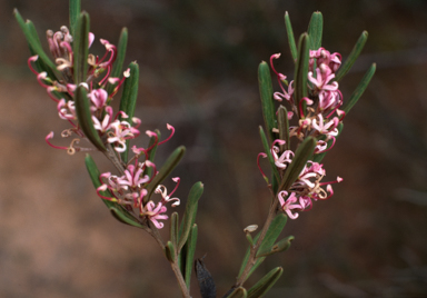 APII jpeg image of Grevillea quinquenervis  © contact APII