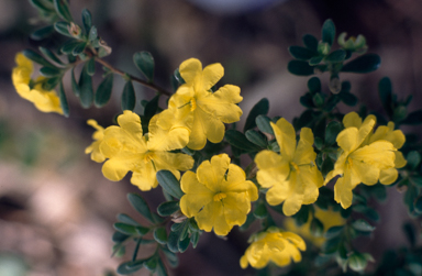 APII jpeg image of Hibbertia empetrifolia  © contact APII