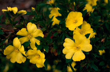 APII jpeg image of Hibbertia cuneiformis  © contact APII