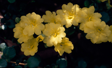 APII jpeg image of Hibbertia aspera  © contact APII