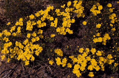 APII jpeg image of Hibbertia acerosa  © contact APII