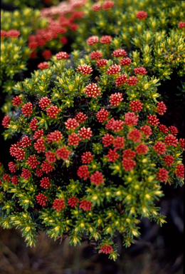 APII jpeg image of Ozothamnus ledifolius  © contact APII