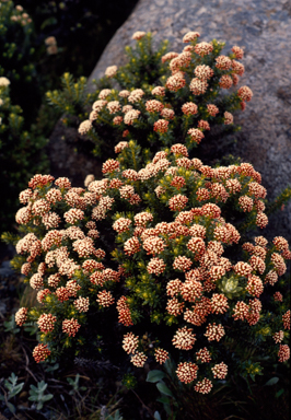 APII jpeg image of Ozothamnus ledifolius  © contact APII