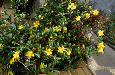 APII jpeg image of Hibbertia scandens  © contact APII