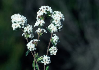 APII jpeg image of Leucopogon concurvus  © contact APII